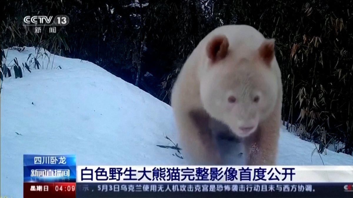 Kamery zachytily unikátní bílou pandu velkou. Dost možná jedinou na světě